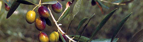 Variet Frantoio