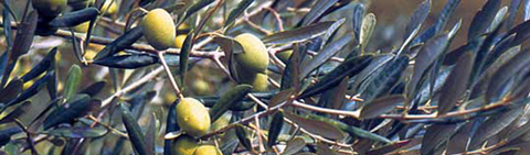 Variet Piantone di Mogliano