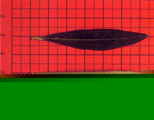 Foglia - Coroncina