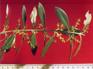Caratteri vegetativi - Coroncina