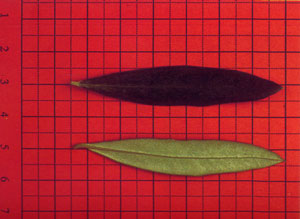 Foglia - Frantoio